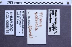 Etiketten zu Alaus patricia (NHMW-ZOO-COL-0008185)